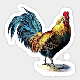 Cock Rooster Sticker